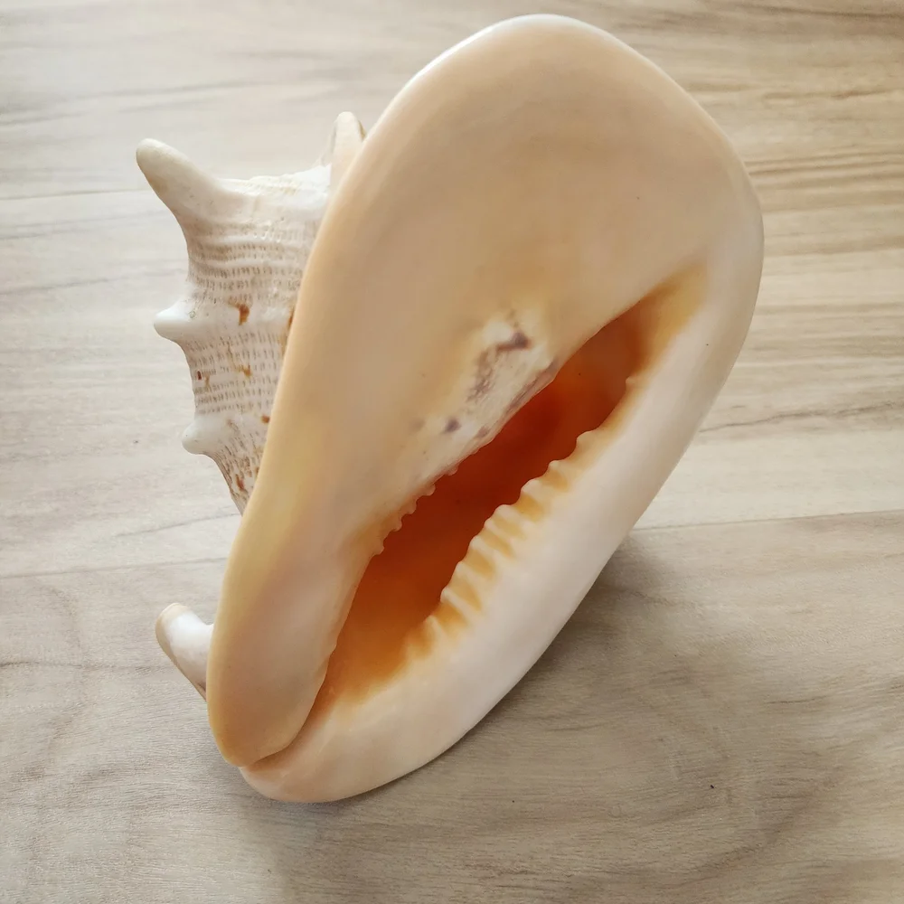 Large Seashell Decor - Picture 4 of 6